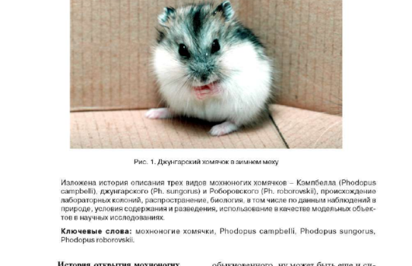 Хомяк: как обучить его быть послушным