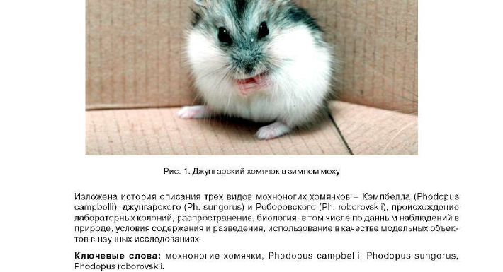 Хомяк: как обучить его быть послушным