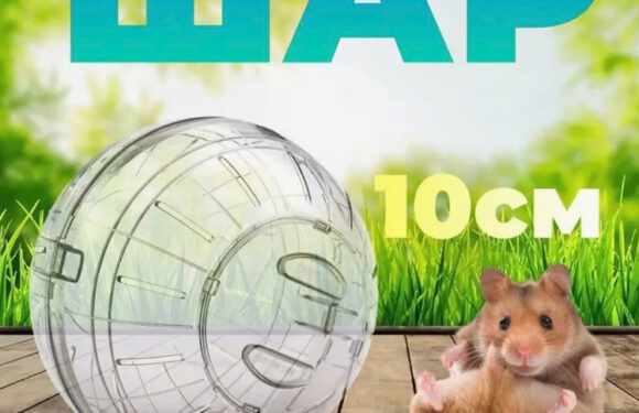 Хомяк: как научить его гоняться за мячом